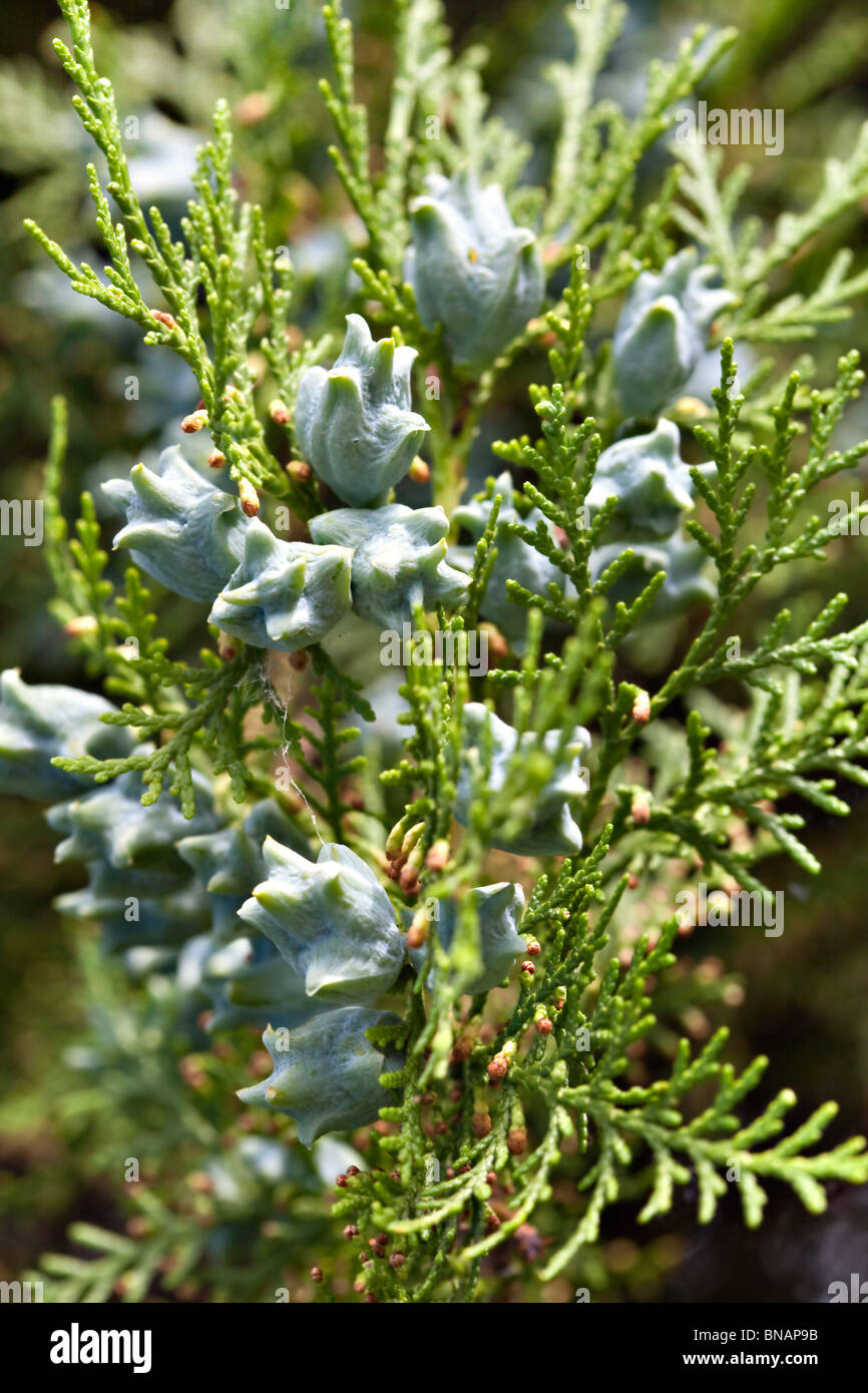 Thuja vert dans le jardin Banque D'Images