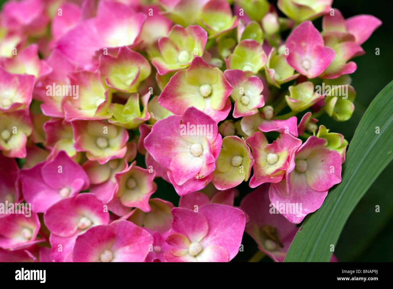 Fleurs d'hortensia, beaucoup de fleurs Banque D'Images