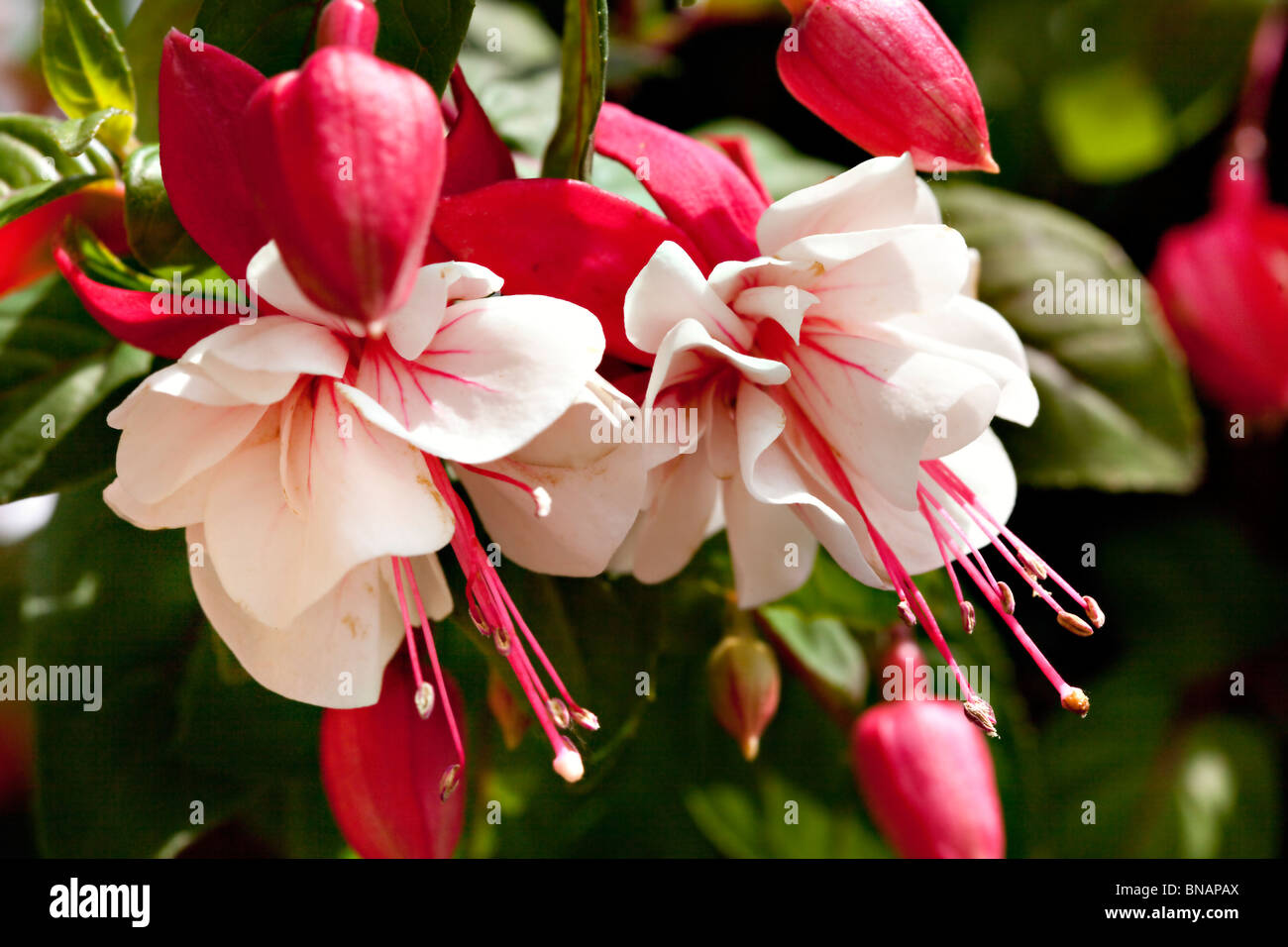 Belle fleur fuchsia, pétales colorés Banque D'Images