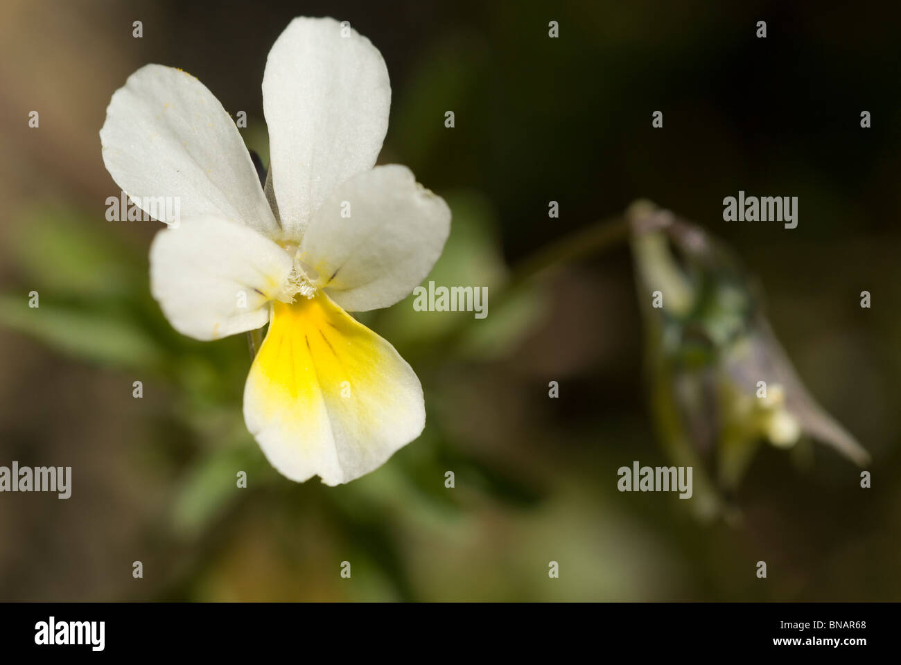 Viola saxatilis Banque D'Images