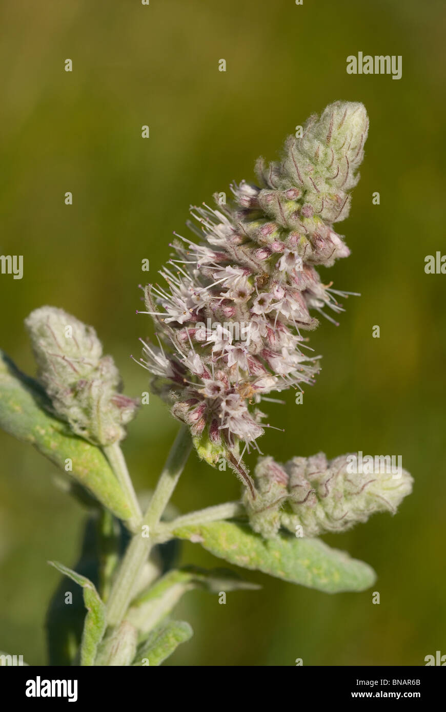 Menthe aquatique (Mentha aquatica) Banque D'Images