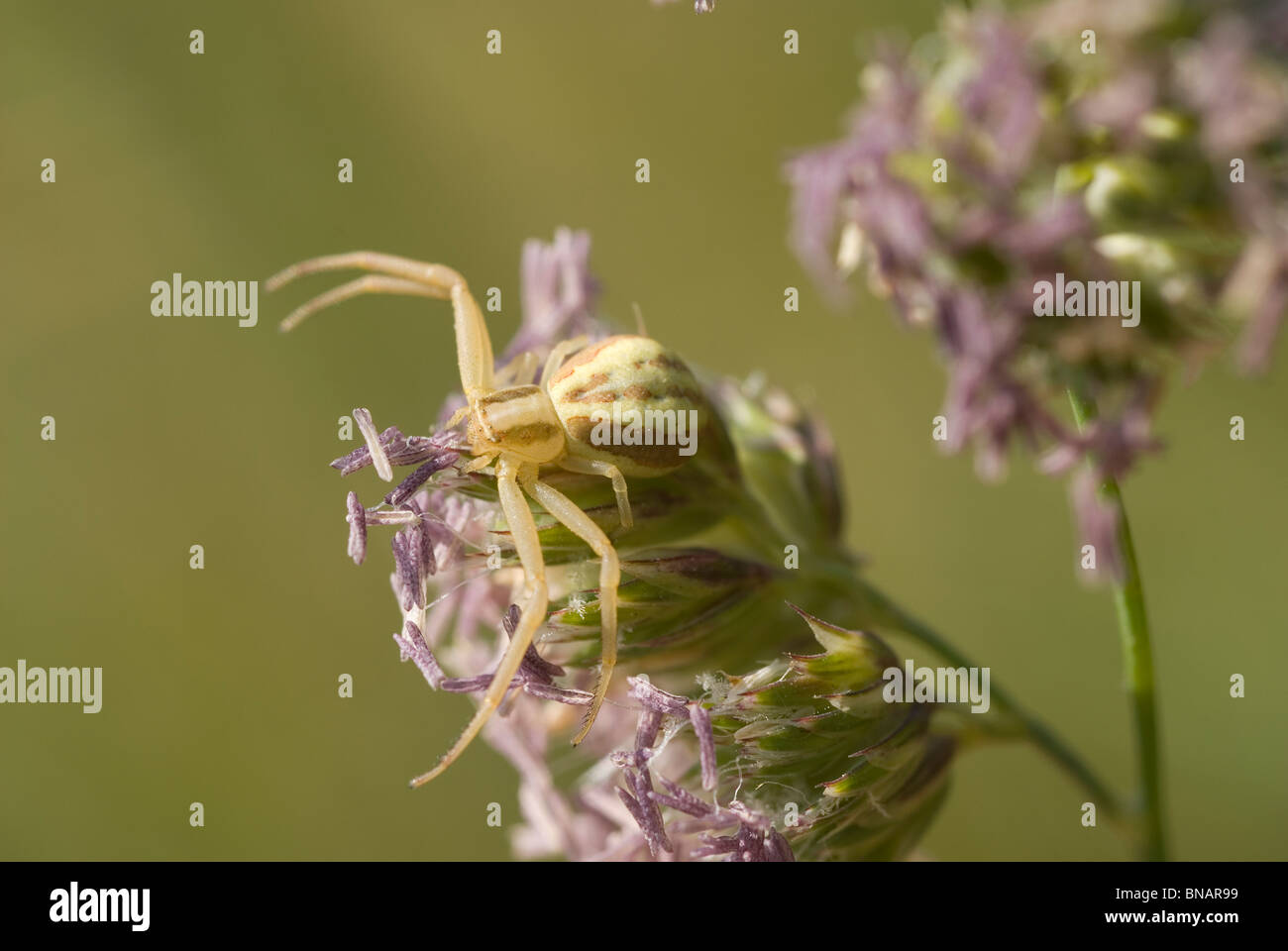 Araignée crabe (Runcinia grammica) sur le dactyle (Dactylis glomerata) Banque D'Images