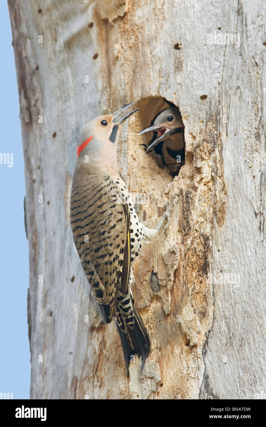 Le Pic flamboyant Pic Nest - verticale Banque D'Images Le Pic flamboyant Pic Nest - verticale Banque D'Images