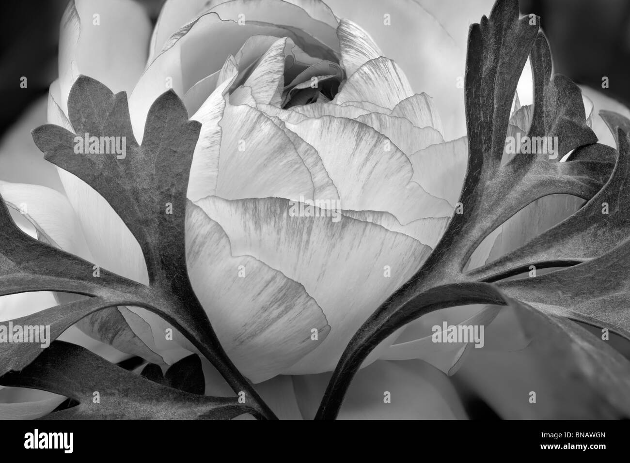 Ranunculus flower close up. Al's Nursery, Woodburn, Oregon Banque D'Images