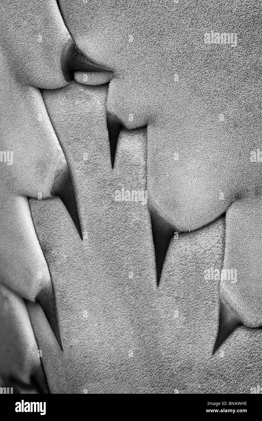 Close up d'épines sur agave avant d'ouvrir. Banque D'Images