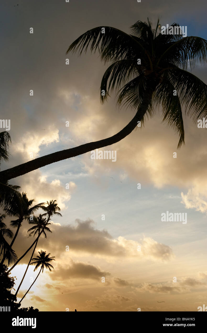 Scène tropicale avec palmiers. Banque D'Images