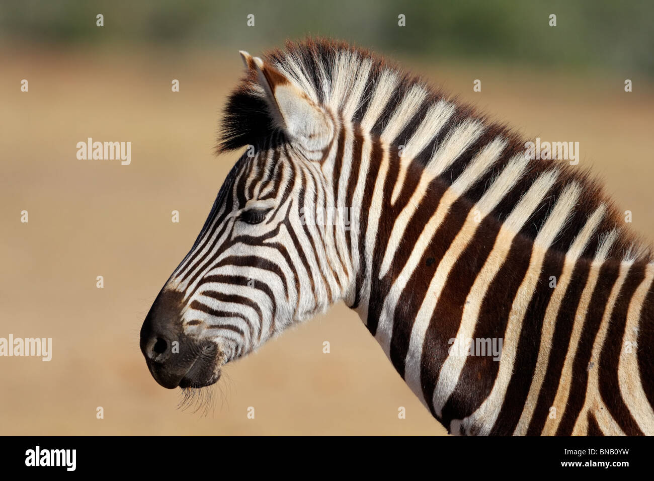 Portrait d'une plaine (Burchell's Zebra (Equus quagga)), Afrique du Sud Banque D'Images