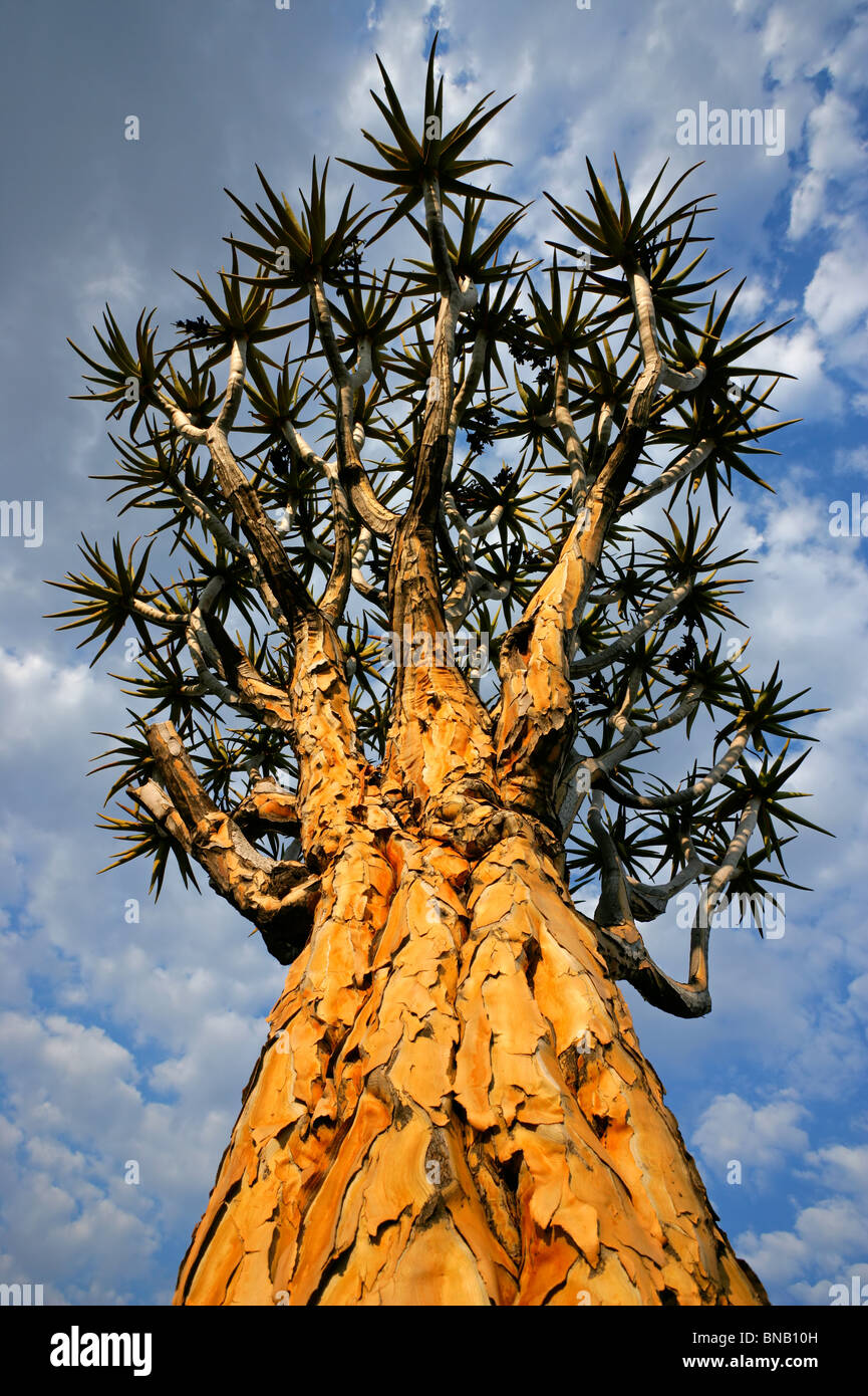 Quiver Tree (Aloe dichotoma) contre un ciel nuageux, la Namibie, l'Afrique du Sud Banque D'Images