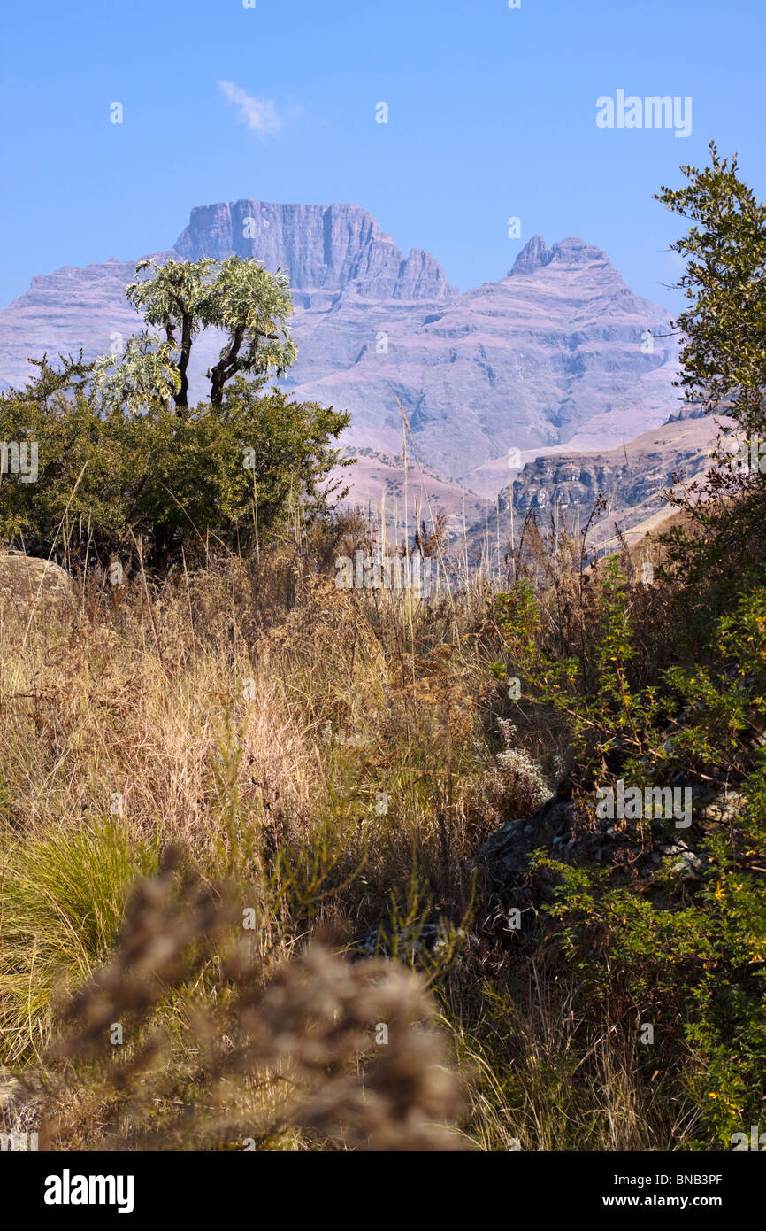 Le 3149m Cathkin Peak dans les montagnes du Drakensberg vue d'un sentier de randonnée. Banque D'Images