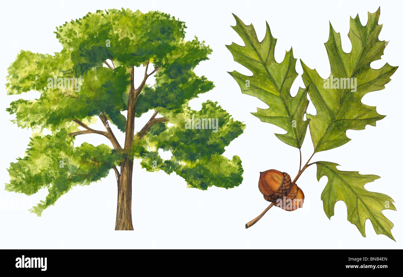 Northern red oak tree Banque D'Images