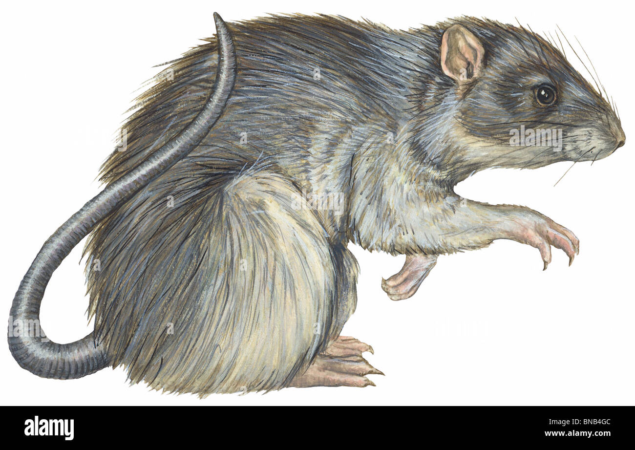 Rat domestique commun Banque D'Images
