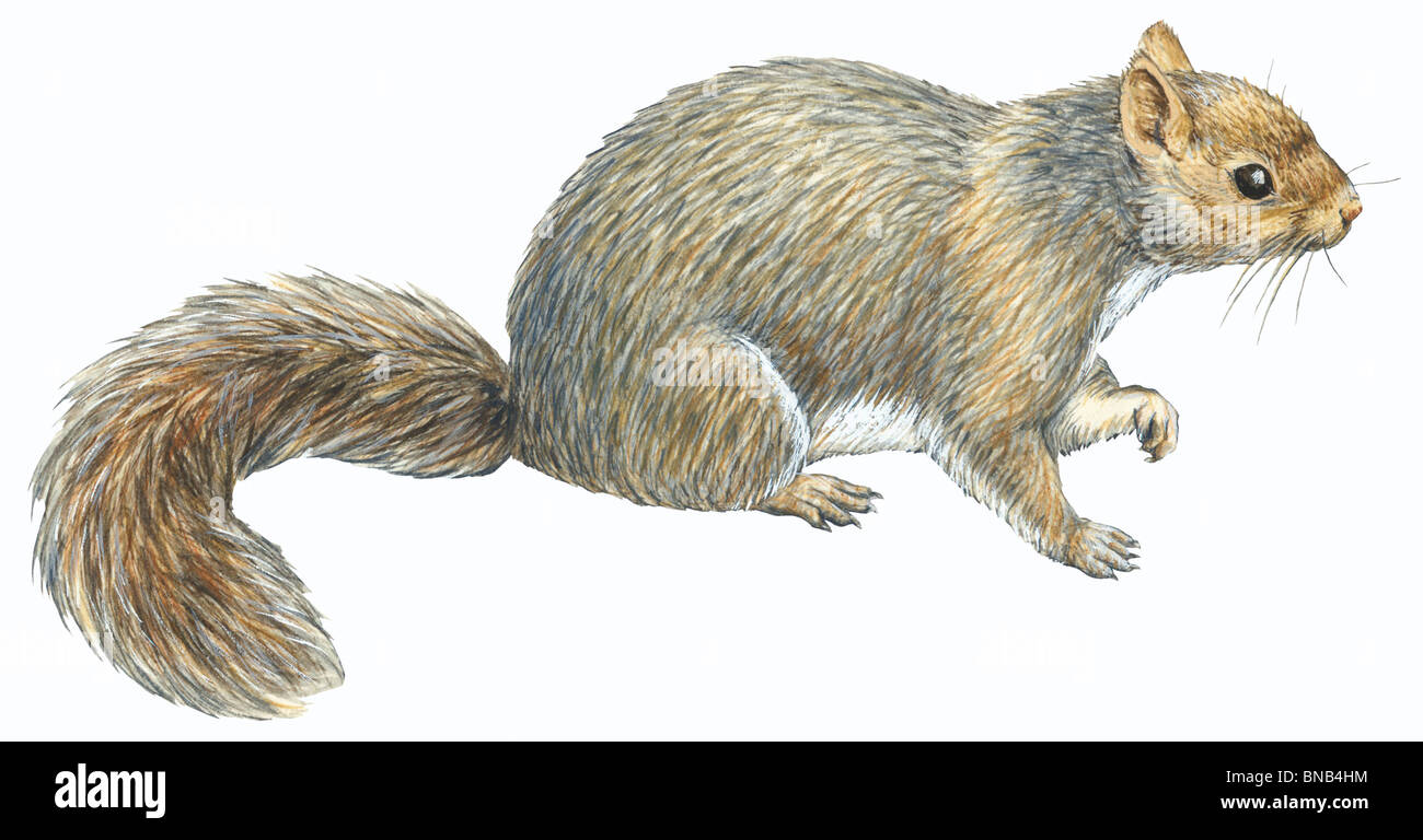 Écureuil gris Banque D'Images