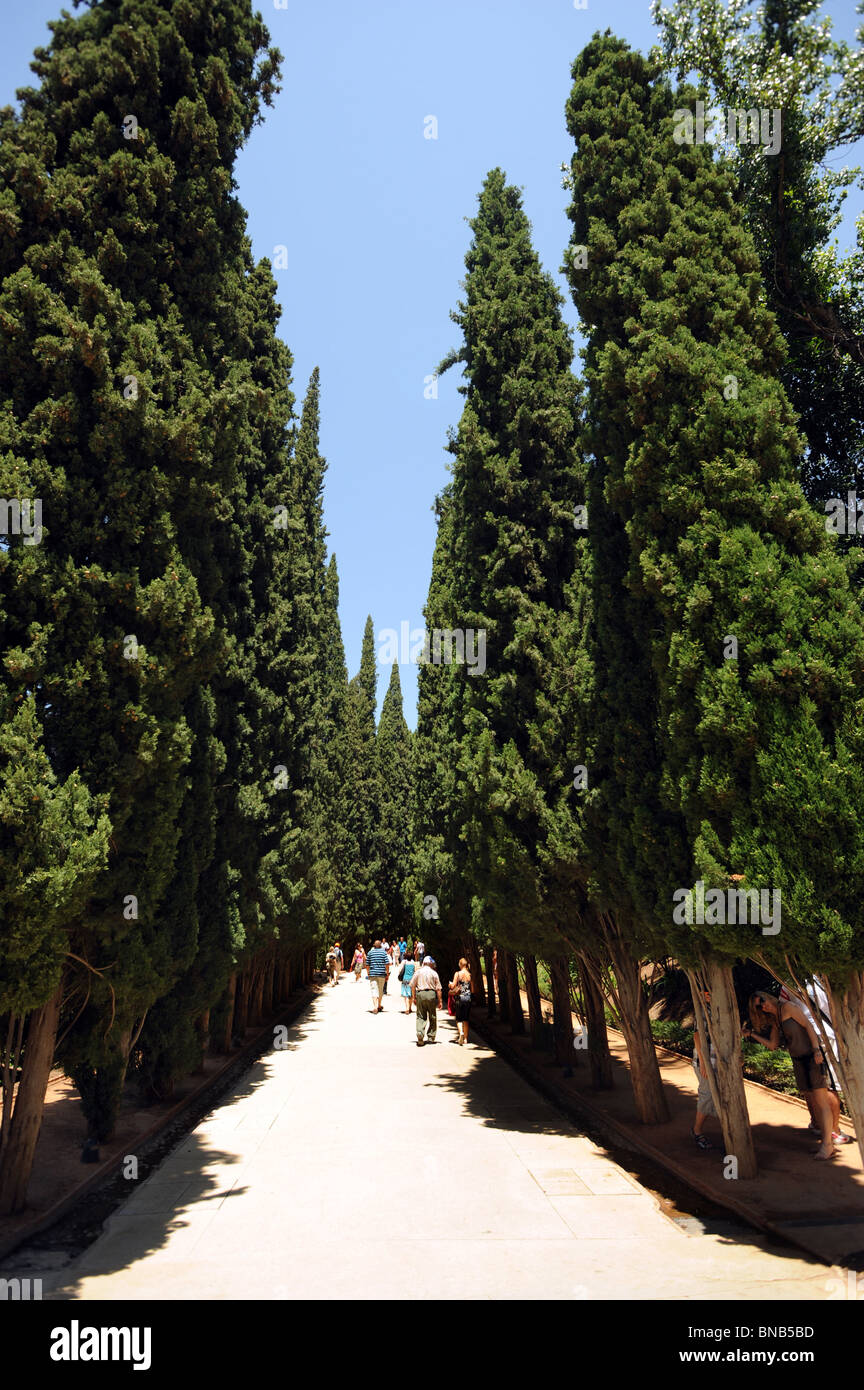 Promenade à travers les touristes à pied de Cyprès à commencer la visite de l'Alhambra Palace Banque D'Images