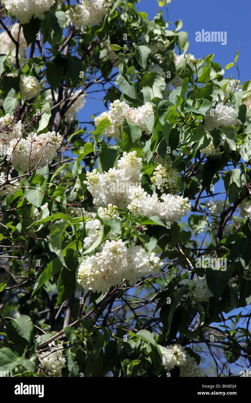 Syringa vulgaris Mme Lemoine, lilas blanc Photo Stock - Alamy