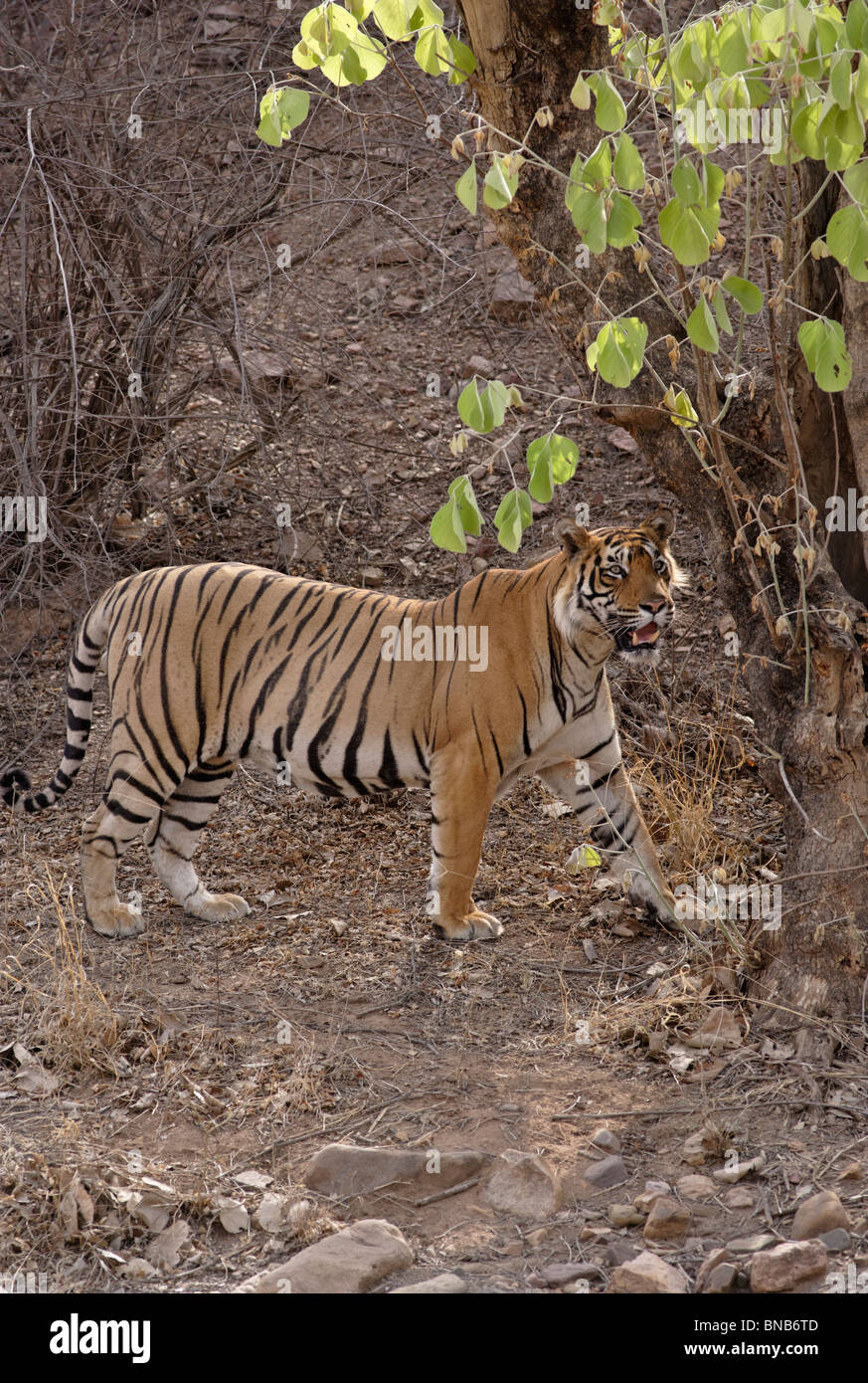 Un tigre mâle adulte derrière un arbre regardant la Réserve de tigres de Ranthambhore, Rajasthan, Inde. ( Panthera tigris ) Banque D'Images
