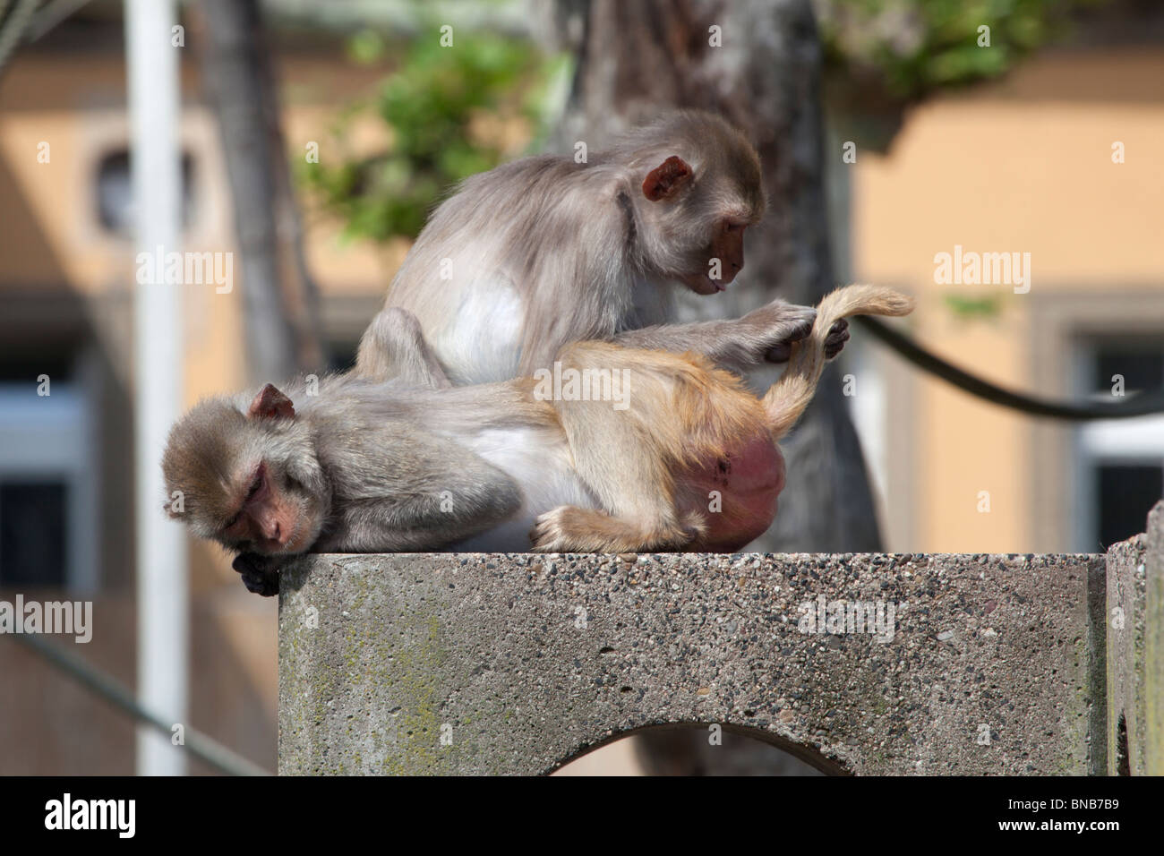 Singes rhésus Macaca mulatta Banque D'Images