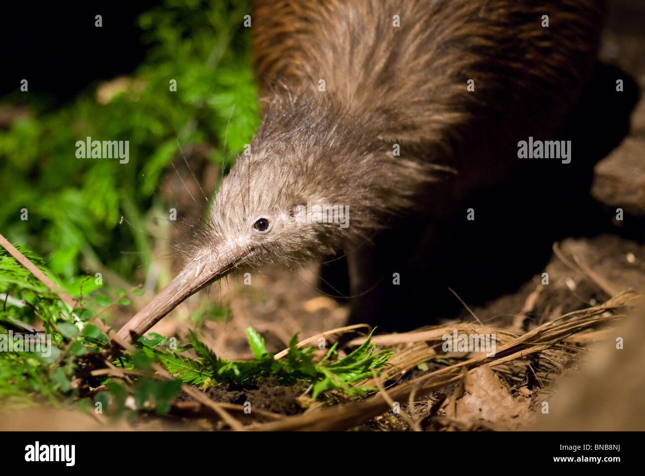 Île du Nord Brown Kiwi Apteryx mantelli Banque D'Images