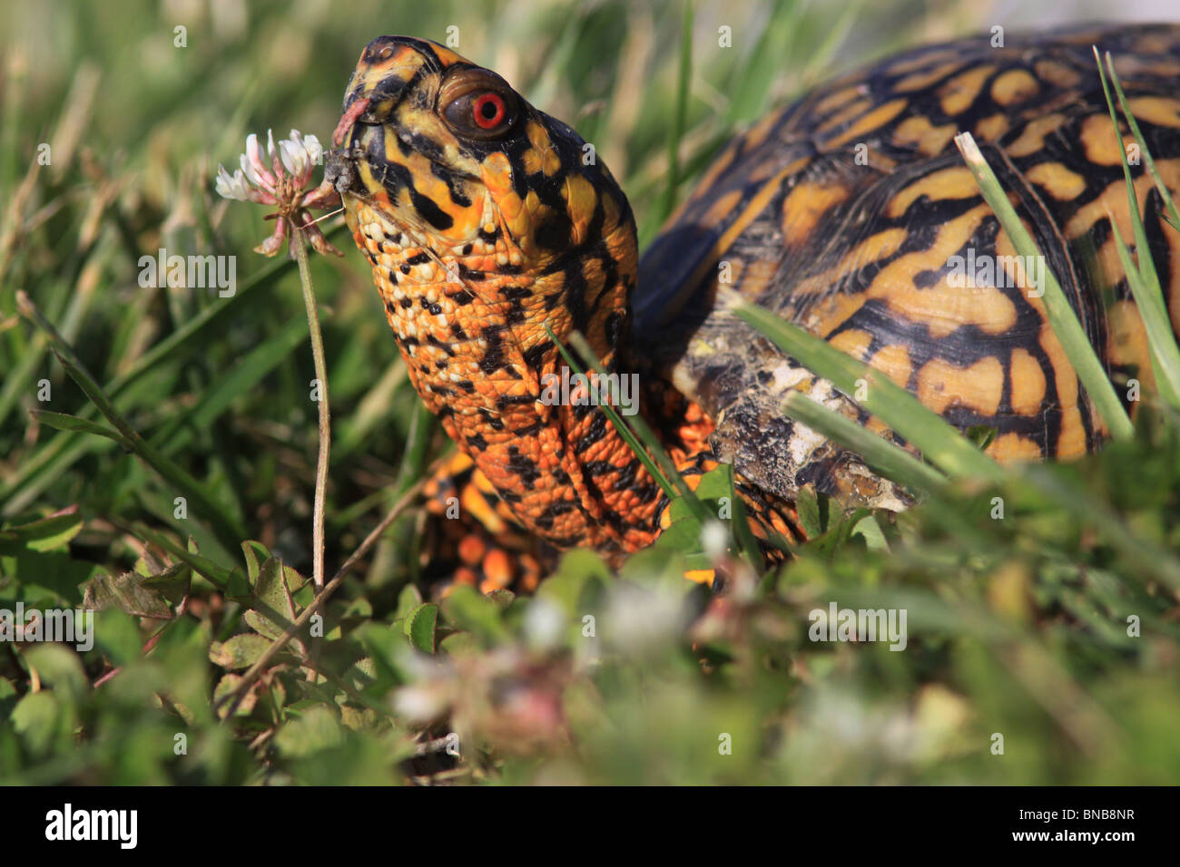 Tortue tabatière face close up couleur coloré de reptiles de l'Ohio Banque D'Images