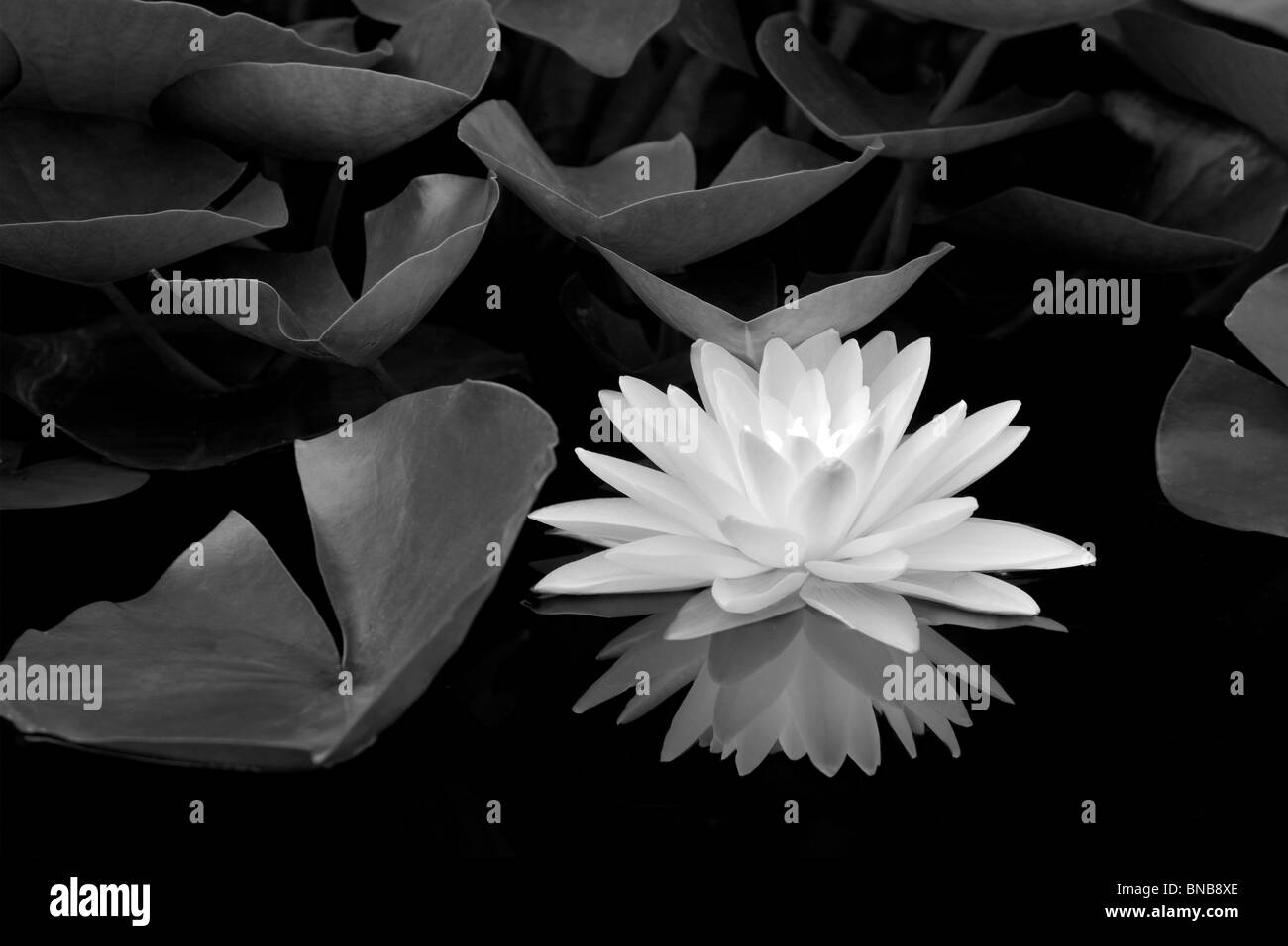 Nénuphar blanc et de réflexion. Hughes Water Gardens. Oregon Banque D'Images