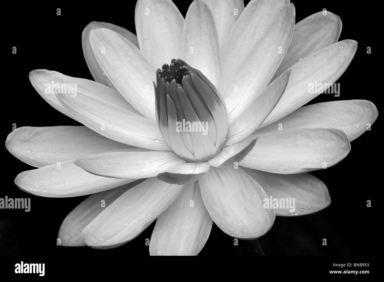 Nénuphar Tropical. Hughes Water Gardens. Oregon Banque D'Images