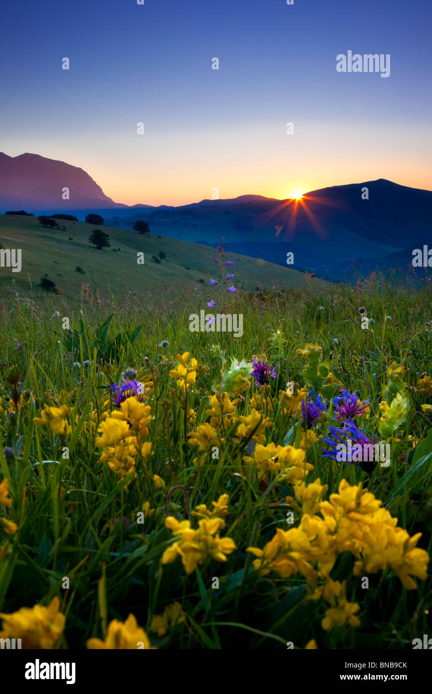 Fleurs sauvages au lever du soleil dans le parc national des Monts Sibyllins, Ombrie Italie Banque D'Images