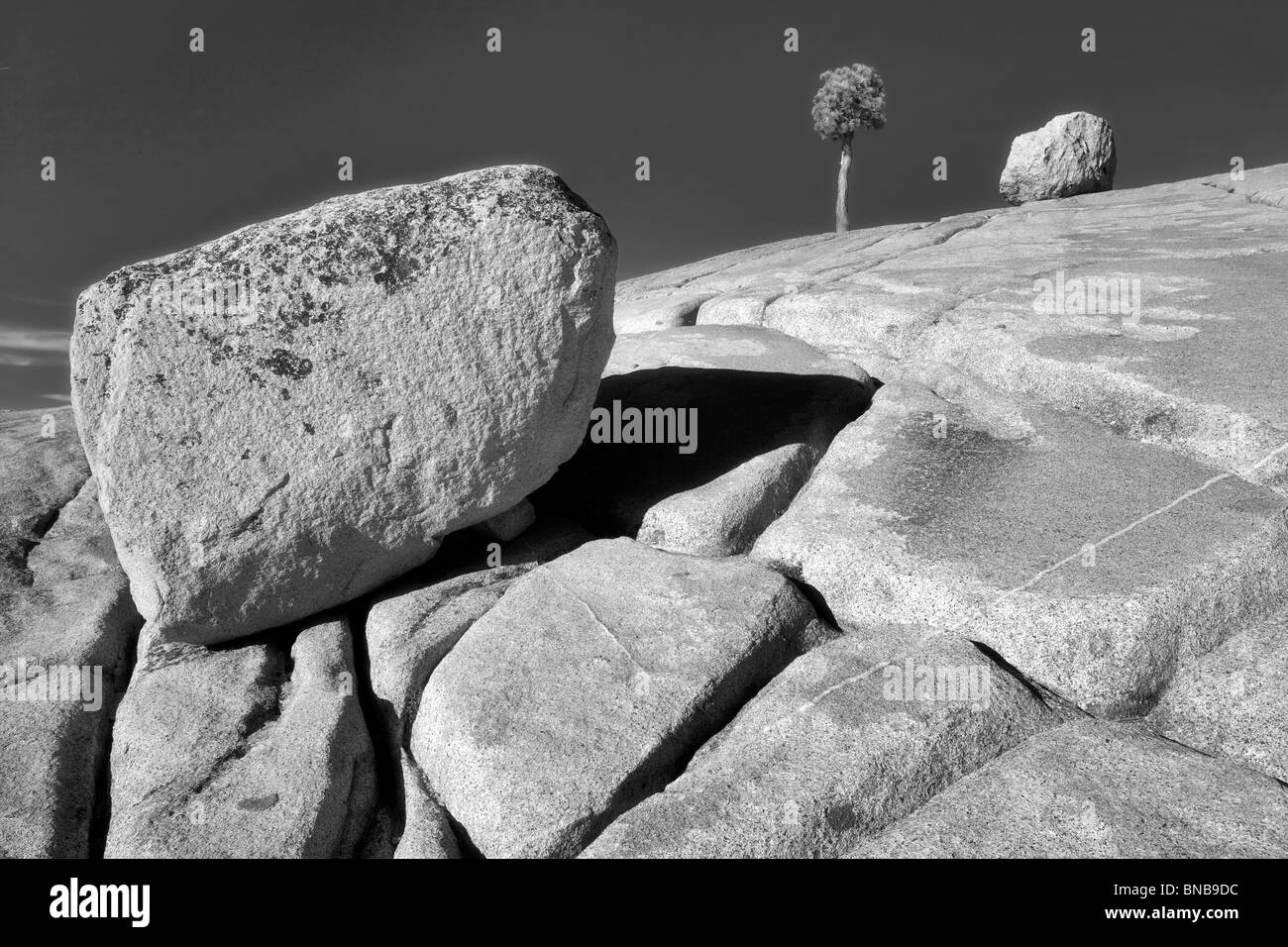 Roche de granit et Lone Tree. Yosemite National Park, Californie Banque D'Images