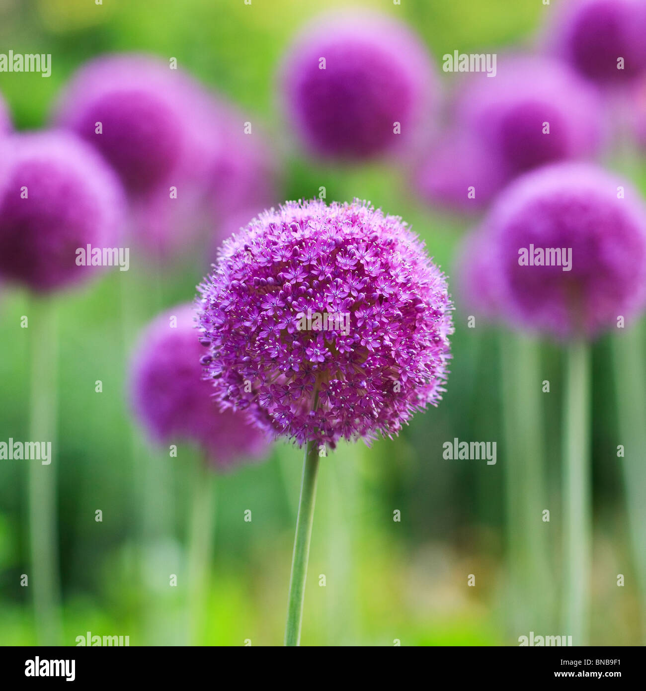 Allium Purple Fleurs, jardins anglais, Parc Assiniboine, Winnipeg, Manitoba, Canada. Banque D'Images