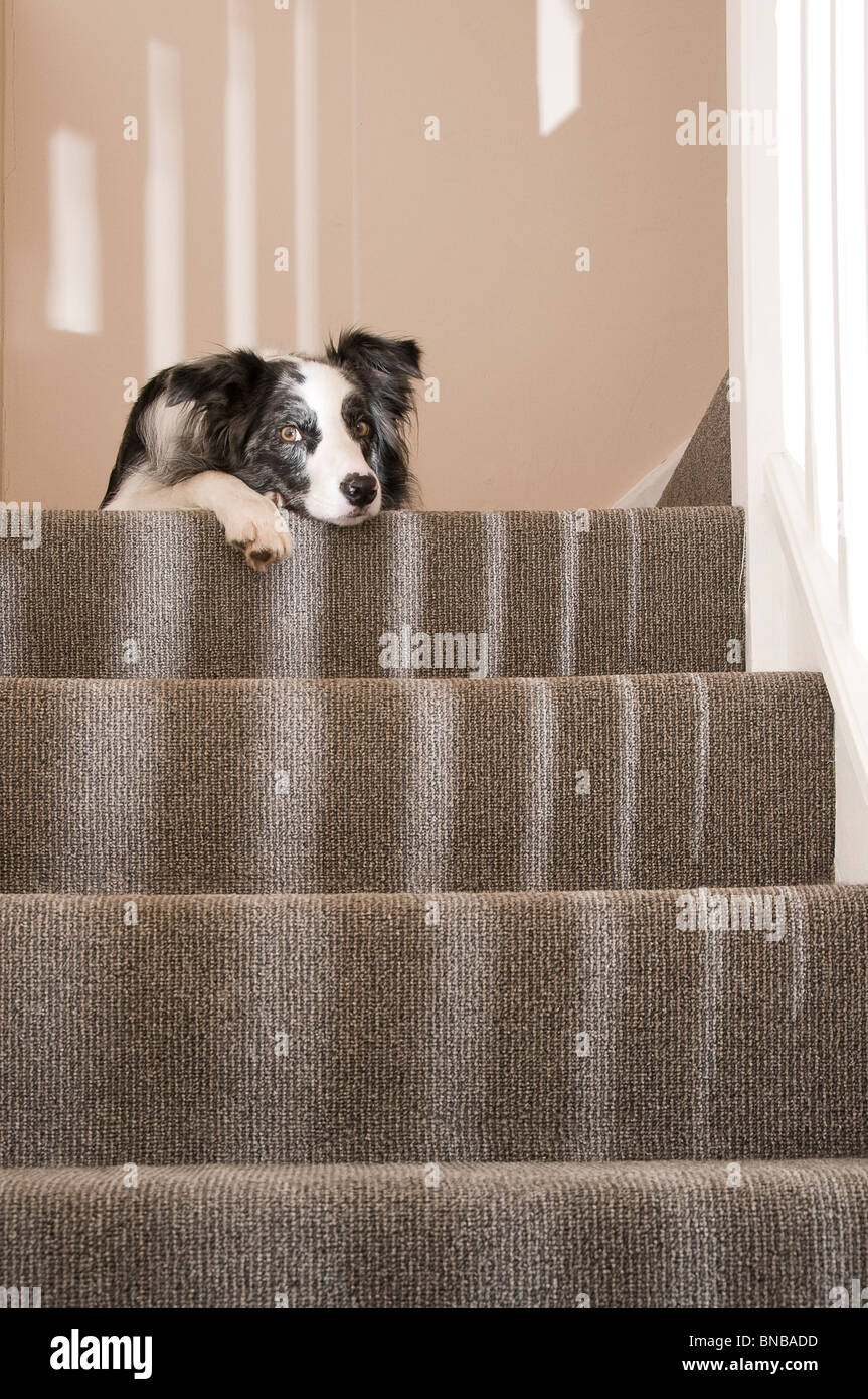 Chien détendu dans l'escalier Banque D'Images