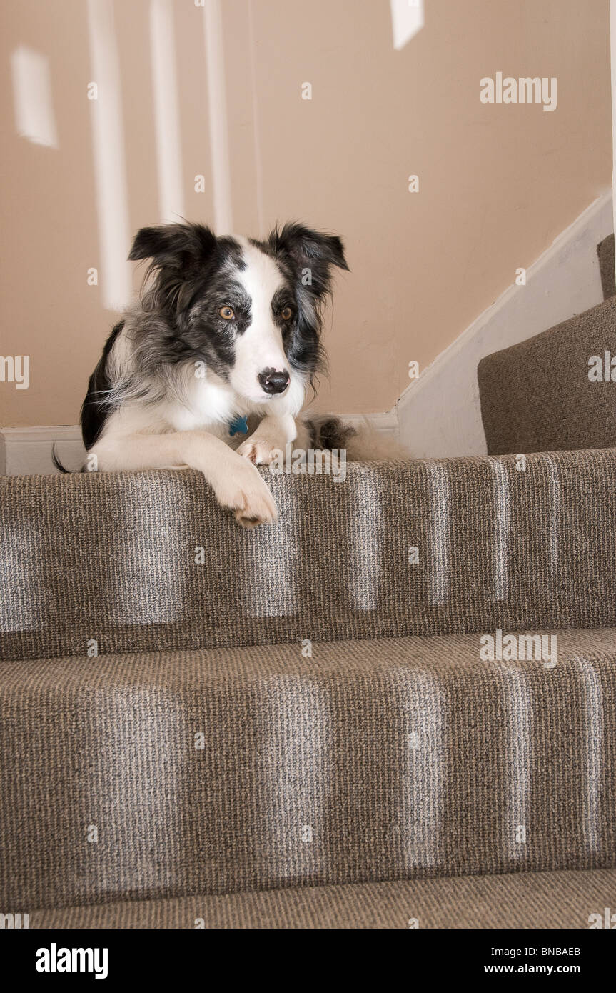 Chien détendu dans l'escalier Banque D'Images