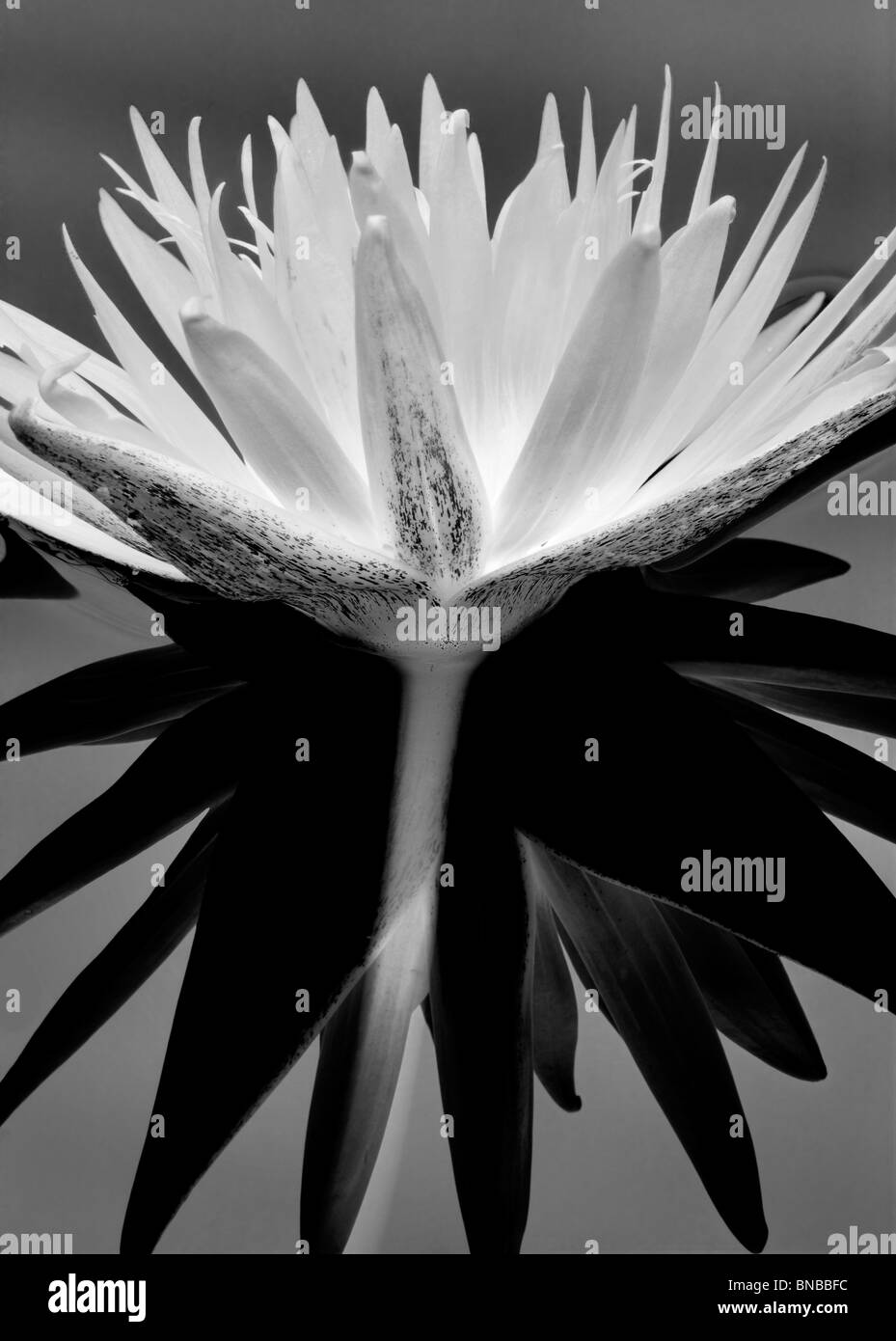 Nénuphar tropical pourpre et de réflexion. Jardins d'eau, de l'Oregon Hughes Banque D'Images