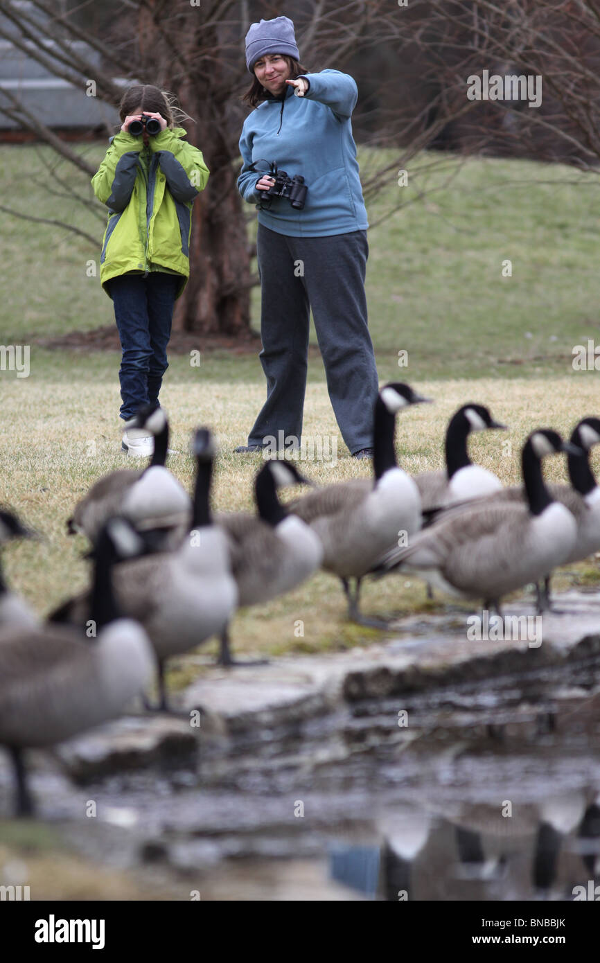 Observateur d'femme fille regardant les observateurs d'oiseaux oies bernache du Canada d'hiver Banque D'Images