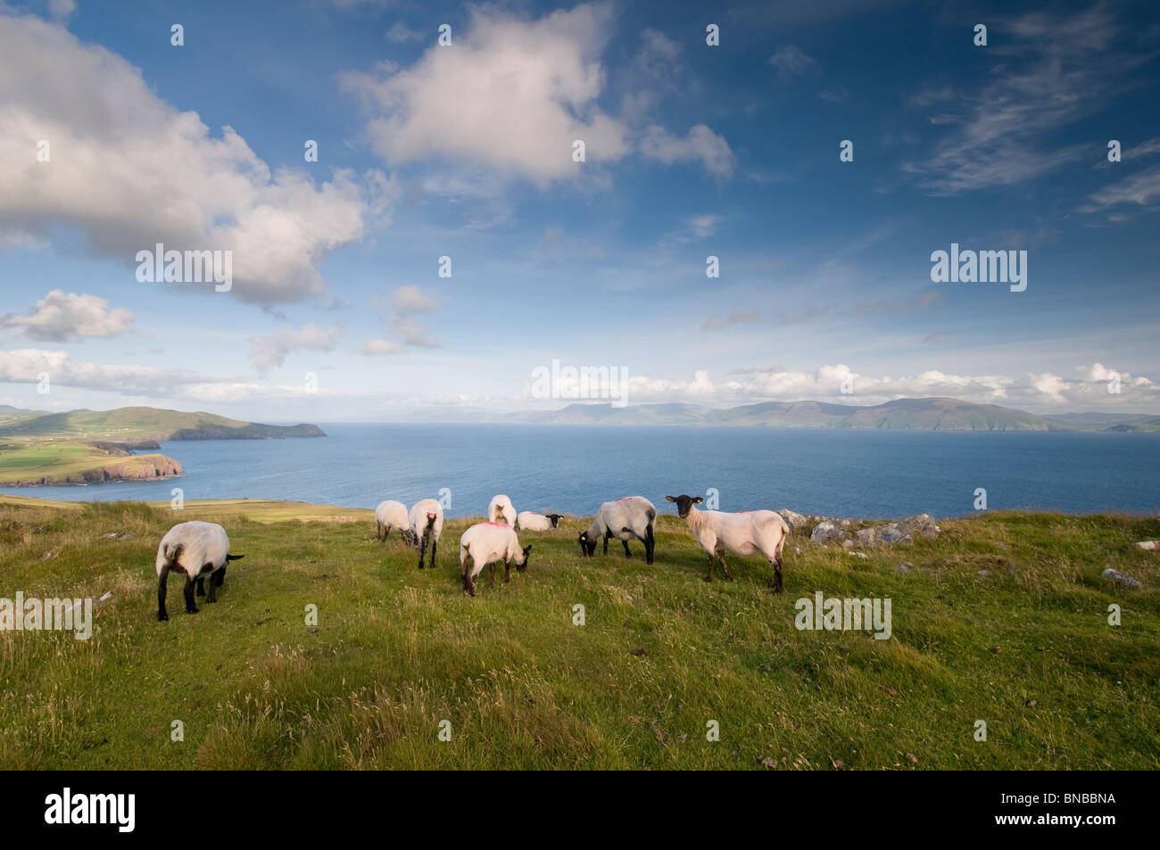 Moutons sur la colline surplombant la baie de Dingle, péninsule de Dingle, comté de Kerry, Irlande Banque D'Images