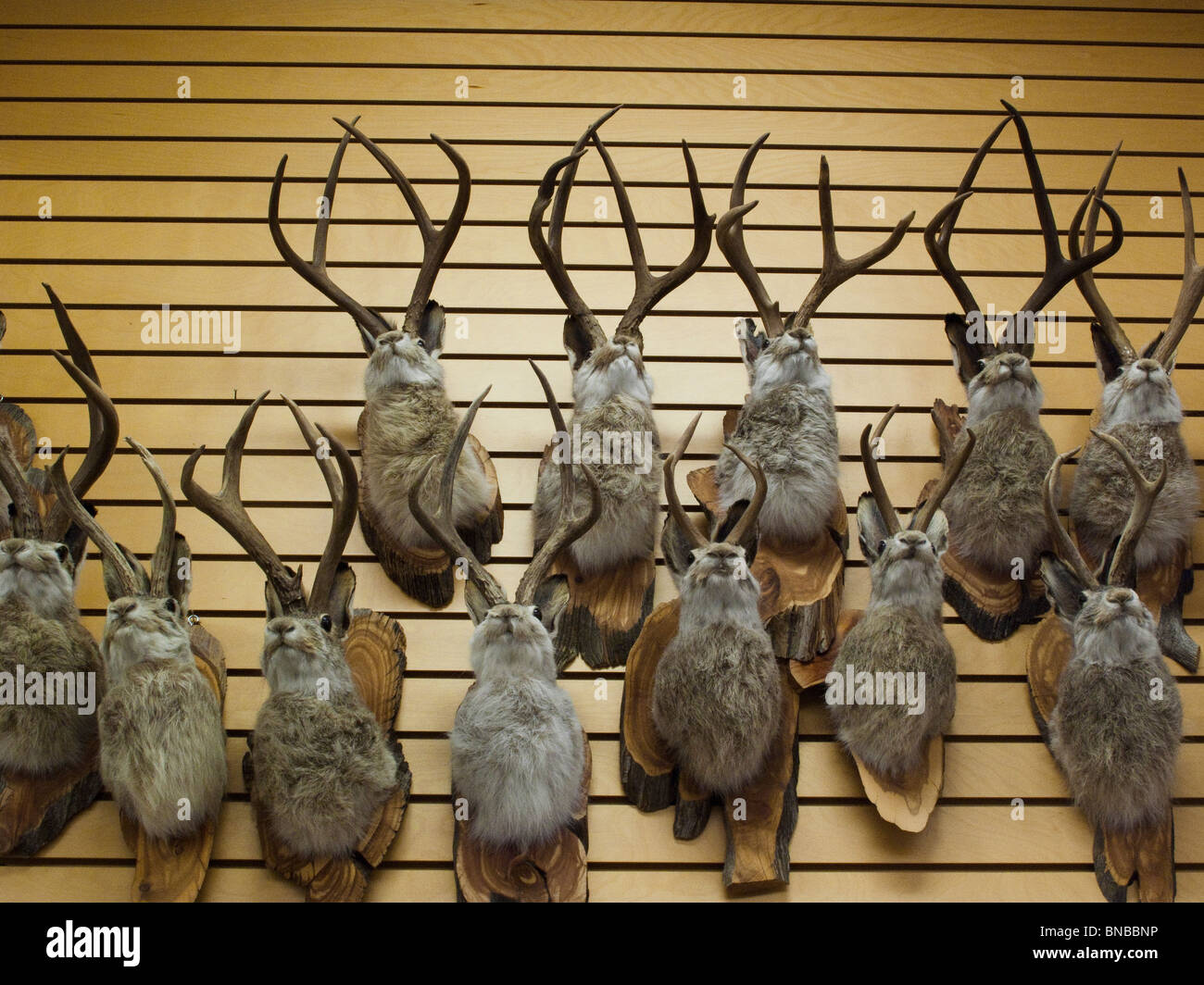 Têtes farcies jackelope monté sur un mur pour l'affichage et la vente en magasin Banque D'Images