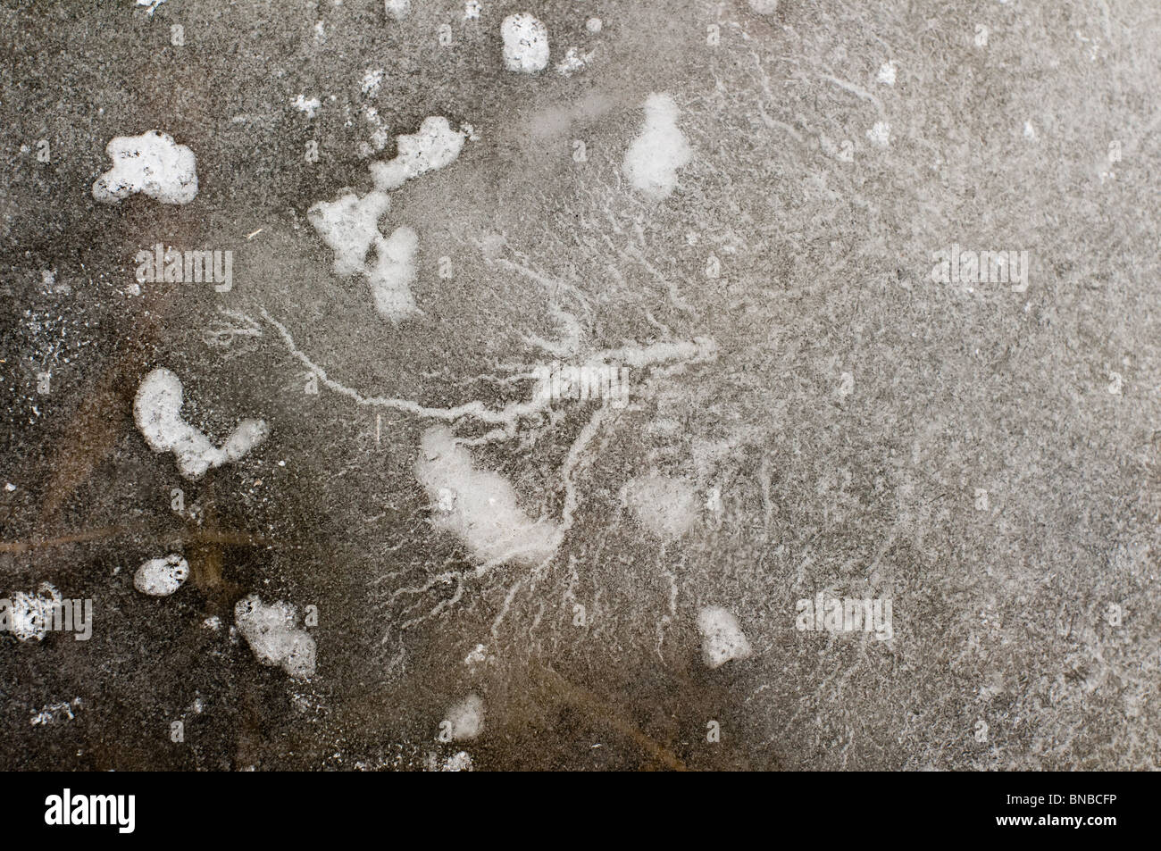 Une intéressante-racine comme formation de bulles d'air est visible pris dans la glace dans un marais dans l'Indiana, USA, au cours de l'hiver dans le midwest Banque D'Images