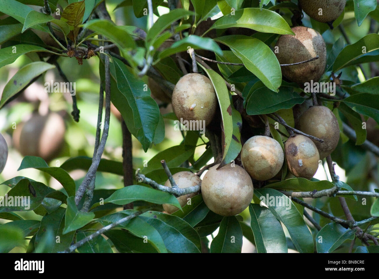 Longane fruit tree, avec venu longans, Thaïlande Banque D'Images