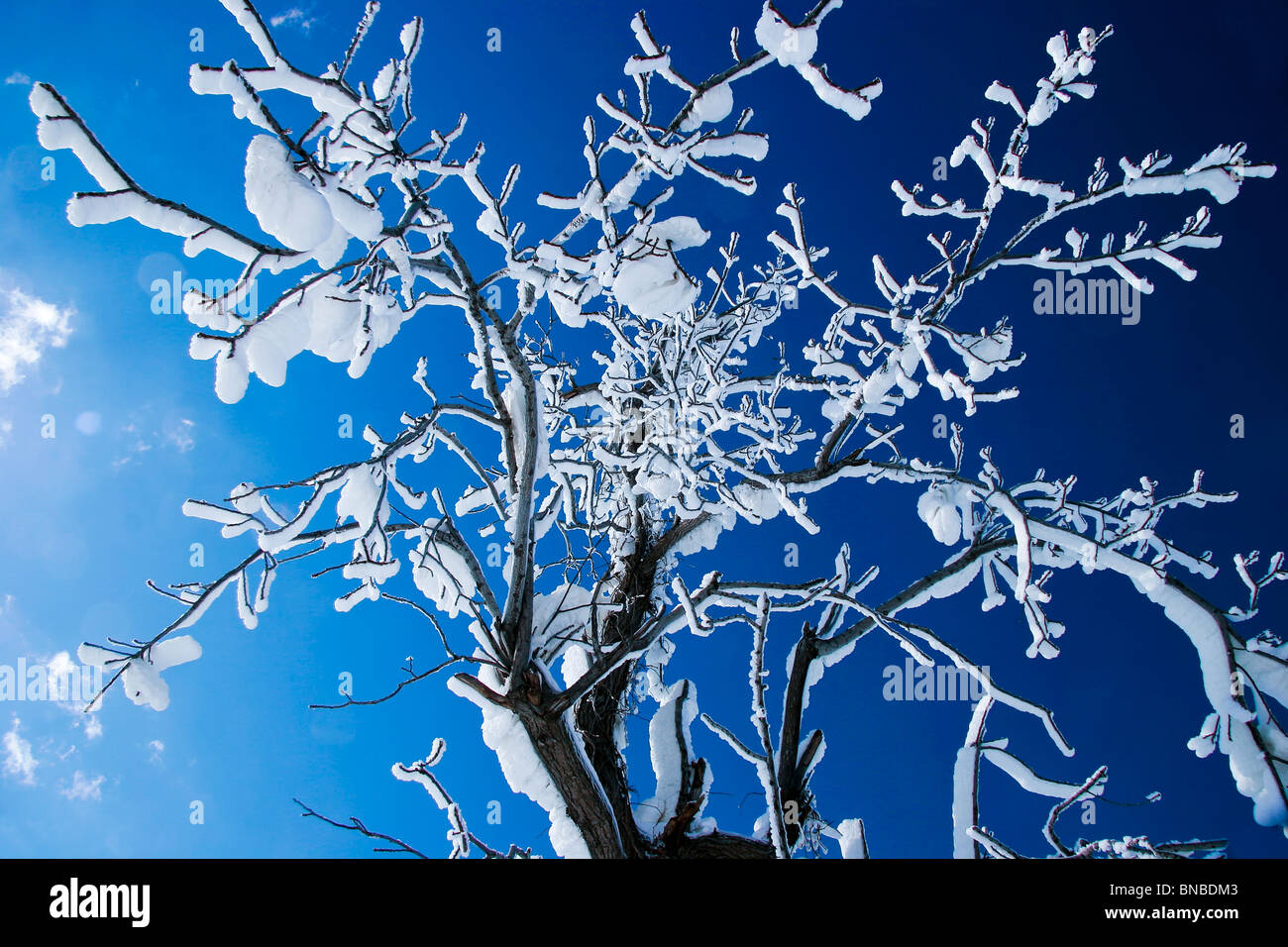 Arbre d’hiver Banque D'Images