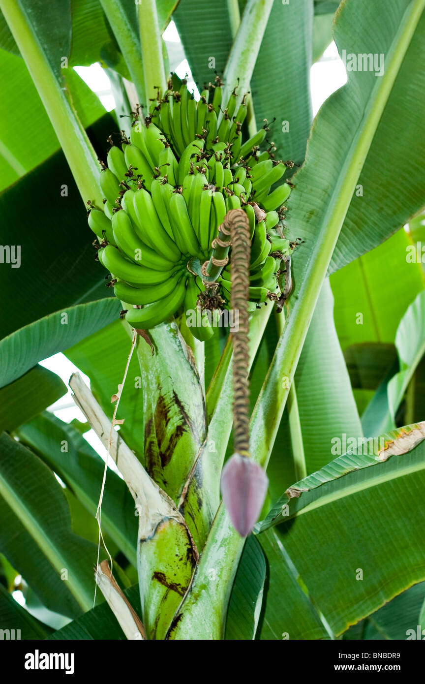 Plant de banane aux fruits Banque D'Images