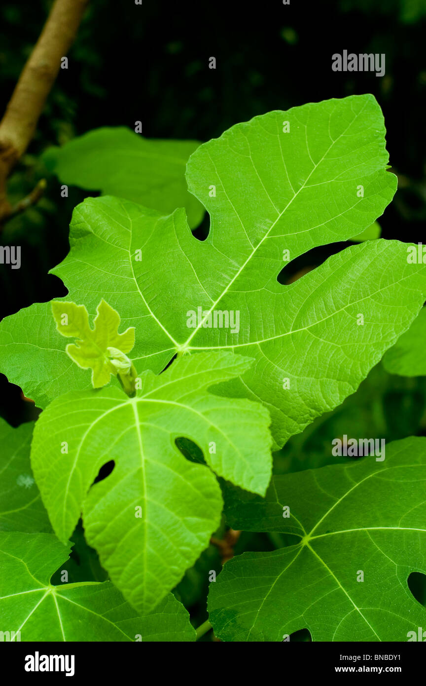 Vert feuilles de figuier, Ficus carica, Moraceae Banque D'Images