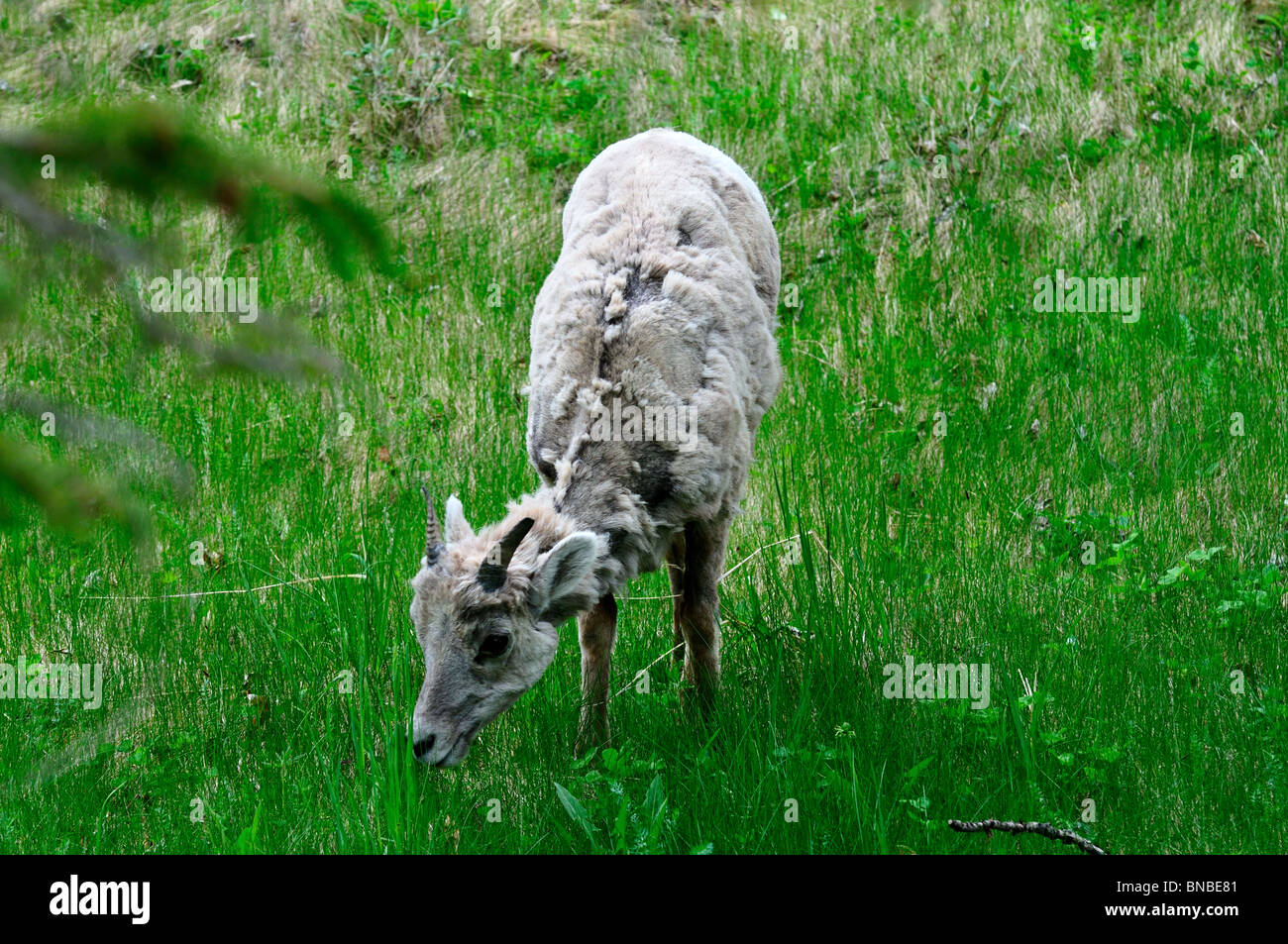 Un mouflon juvénile à l'état sauvage. Le Parc National Jasper, Alberta, Canada. Banque D'Images