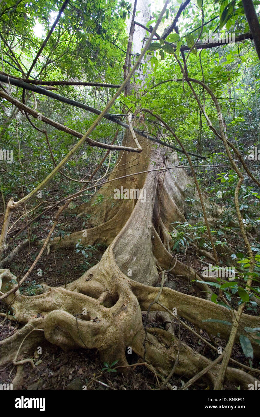 Contrefort racines d'un arbre, le parc national de Kaeng Krachan, Thaïlande Banque D'Images