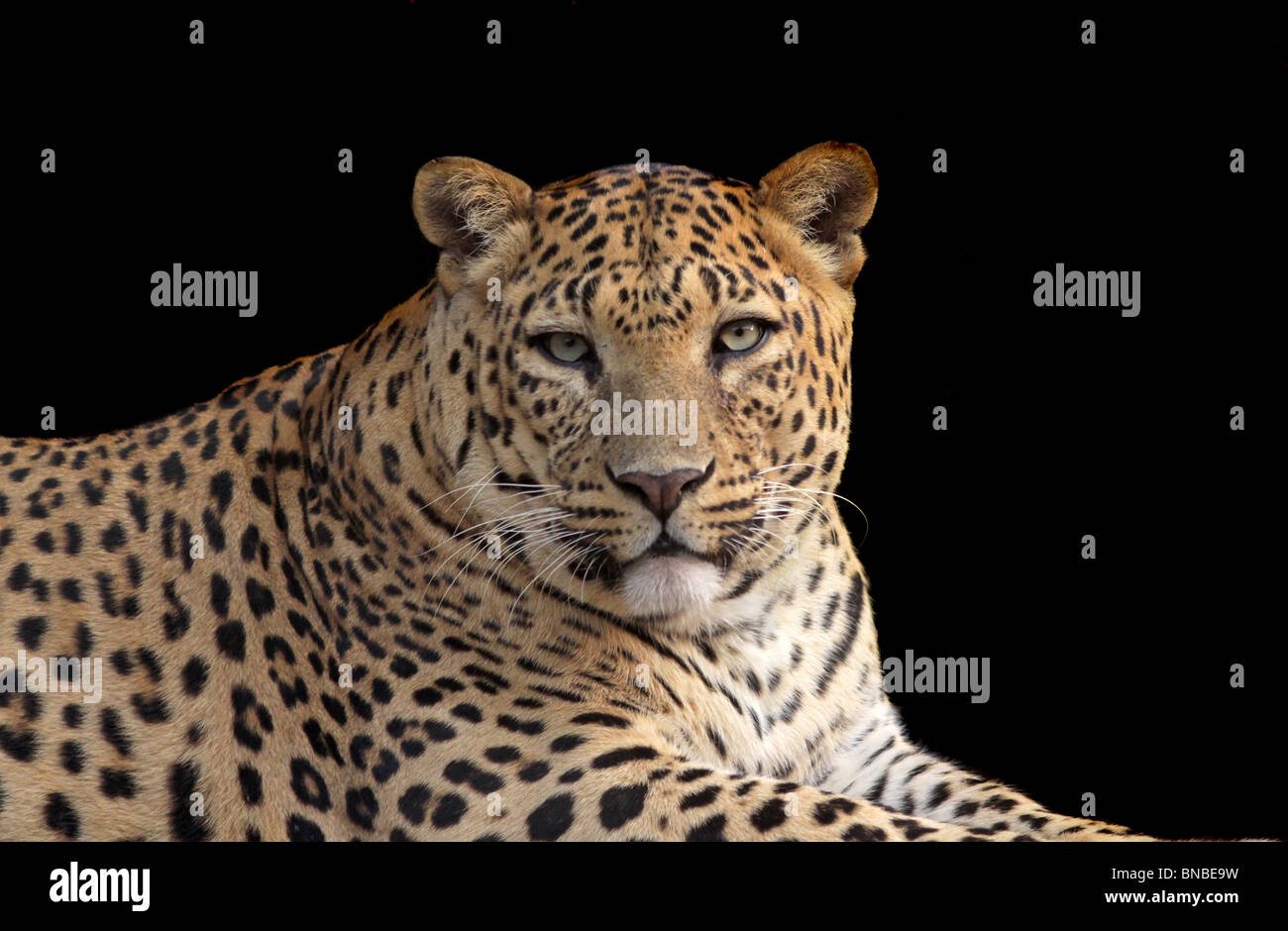 Leopard portrait. Photo prise dans le Zoo de New Delhi, Inde Banque D'Images