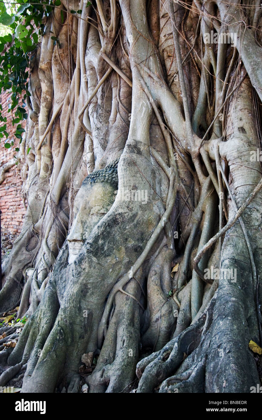 Une tête de Bouddha envahie par les racines des arbres, Wat Mahathat Ayutthaya, Thaïlande Banque D'Images