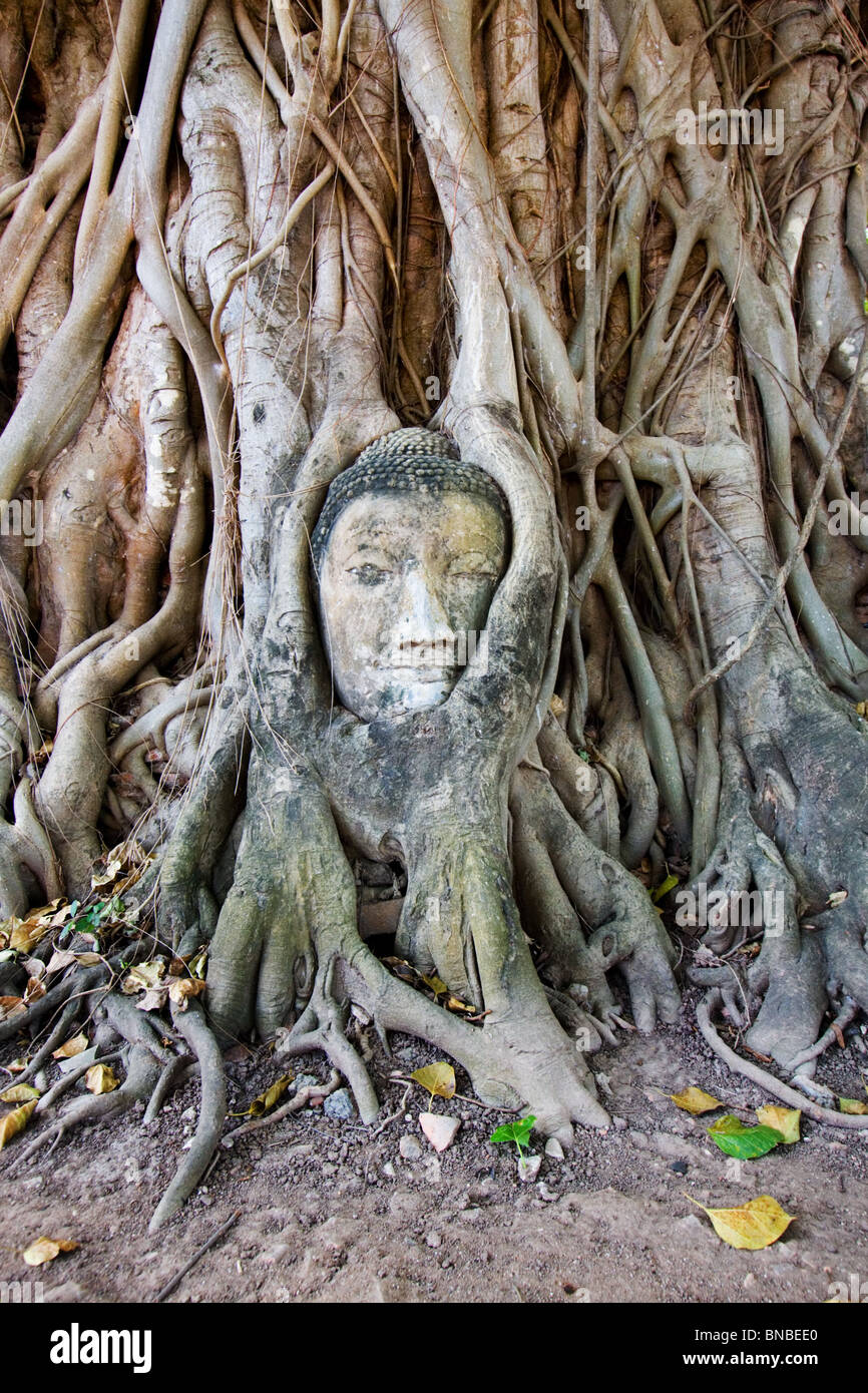 Une tête de Bouddha envahie par les racines des arbres, Wat Mahathat Ayutthaya, Thaïlande Banque D'Images