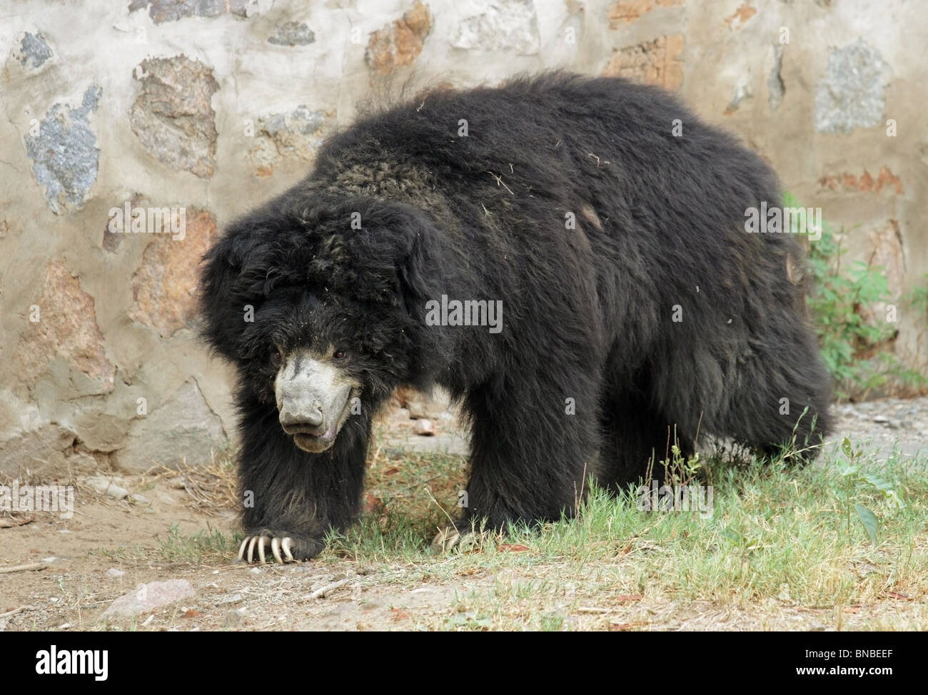 Ours noir d'Asie la marche dans son boîtier. Photo prise dans le Zoo de New Delhi, Inde Banque D'Images