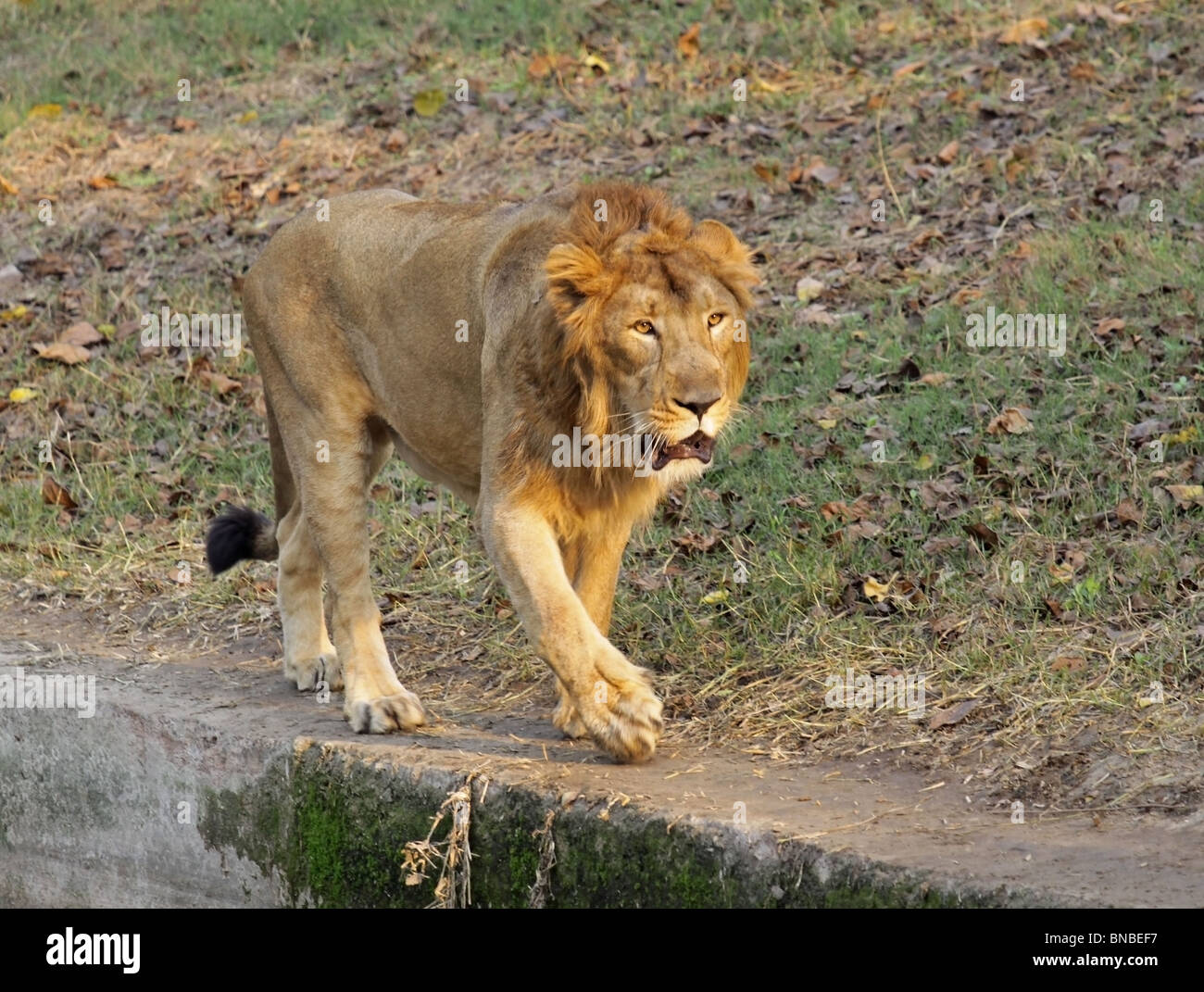 Un lion asiatique dans son enceinte à New Delhi, Inde Zoo Banque D'Images
