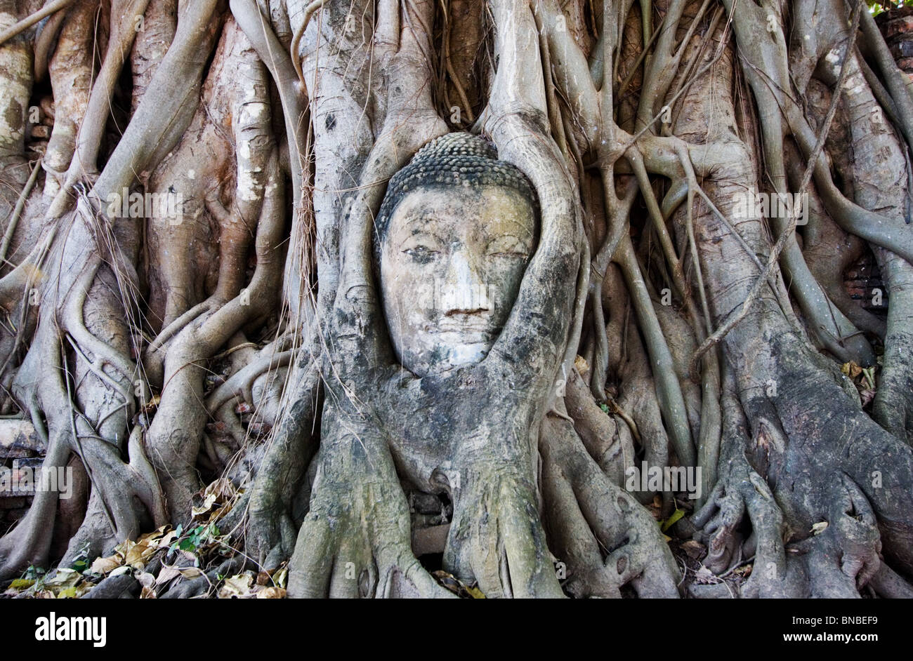 Une tête de Bouddha envahie par les racines des arbres, Wat Mahathat Ayutthaya, Thaïlande Banque D'Images