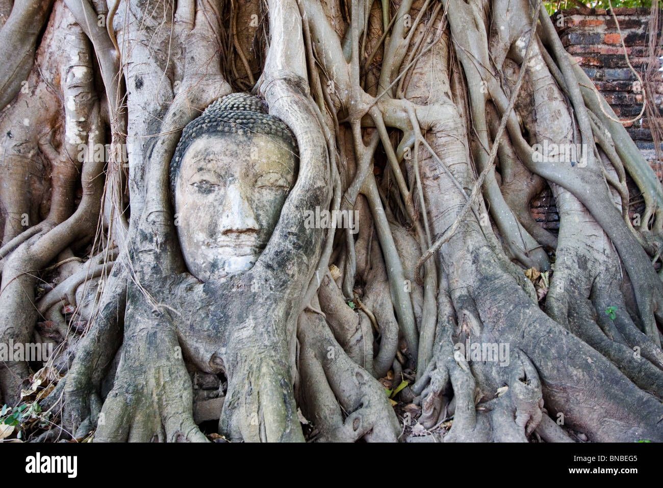 Une tête de Bouddha envahie par les racines des arbres, Wat Mahathat Ayutthaya, Thaïlande Banque D'Images