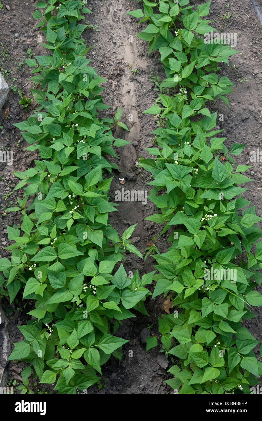 Des plants de haricot vert (Phaseolus) cultivar en potager, Michigan USA Banque D'Images