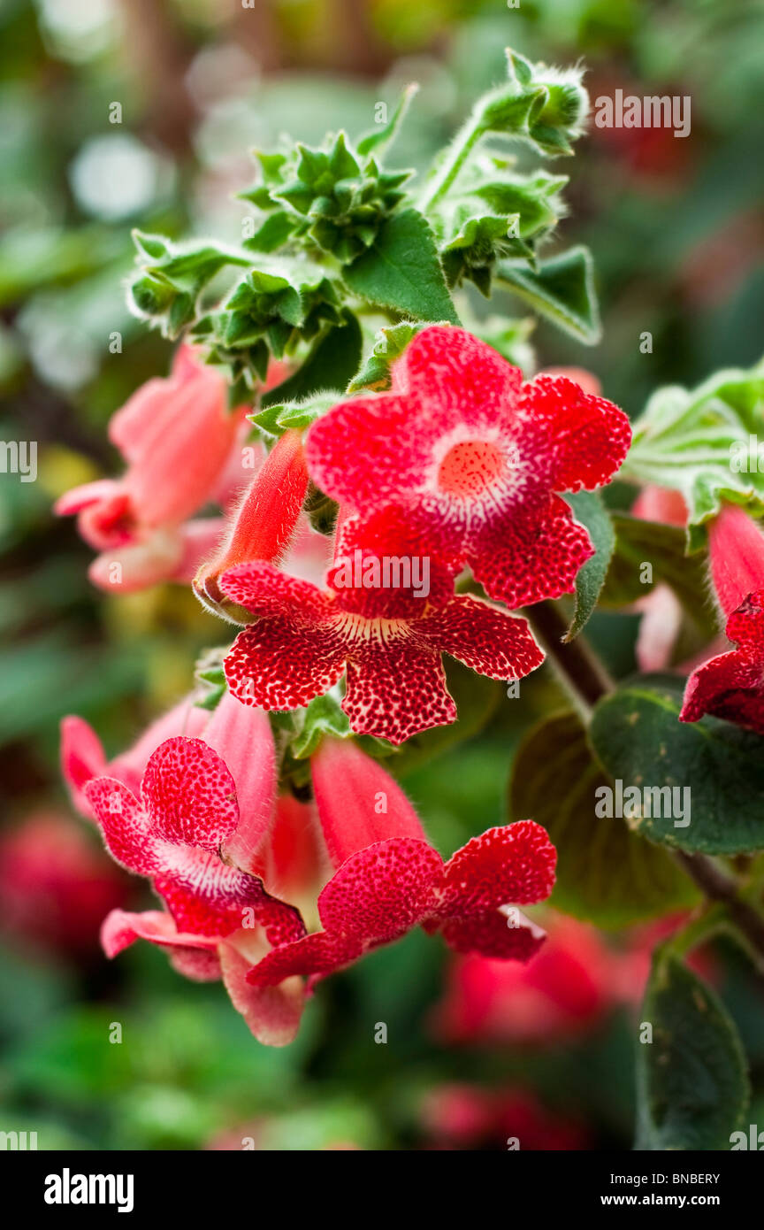 Digitale Bondana Mix - Graines Baumaux