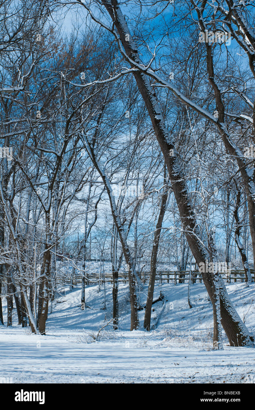 La neige a couvert des arbres sans feuilles s'asseoir dans le gel d'hiver de l'Indiana le long de la route du patrimoine de Wabash, West Lafayette Banque D'Images